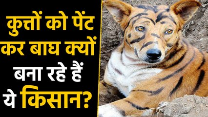 Karnataka : Why farmers painted their dog like a tiger | वनइंडिया हिंदी