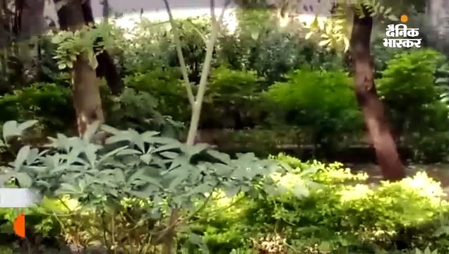 औरंगाबाद में सड़कों पर टहलता नजर आया तेंदुआ, मॉर्निंग वॉक कर रहे लोगों ने कैमरे में कैद किया 