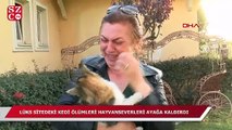 Lüks sitede dehşet! 10 günde 12 kedi zehirlenerek öldü...