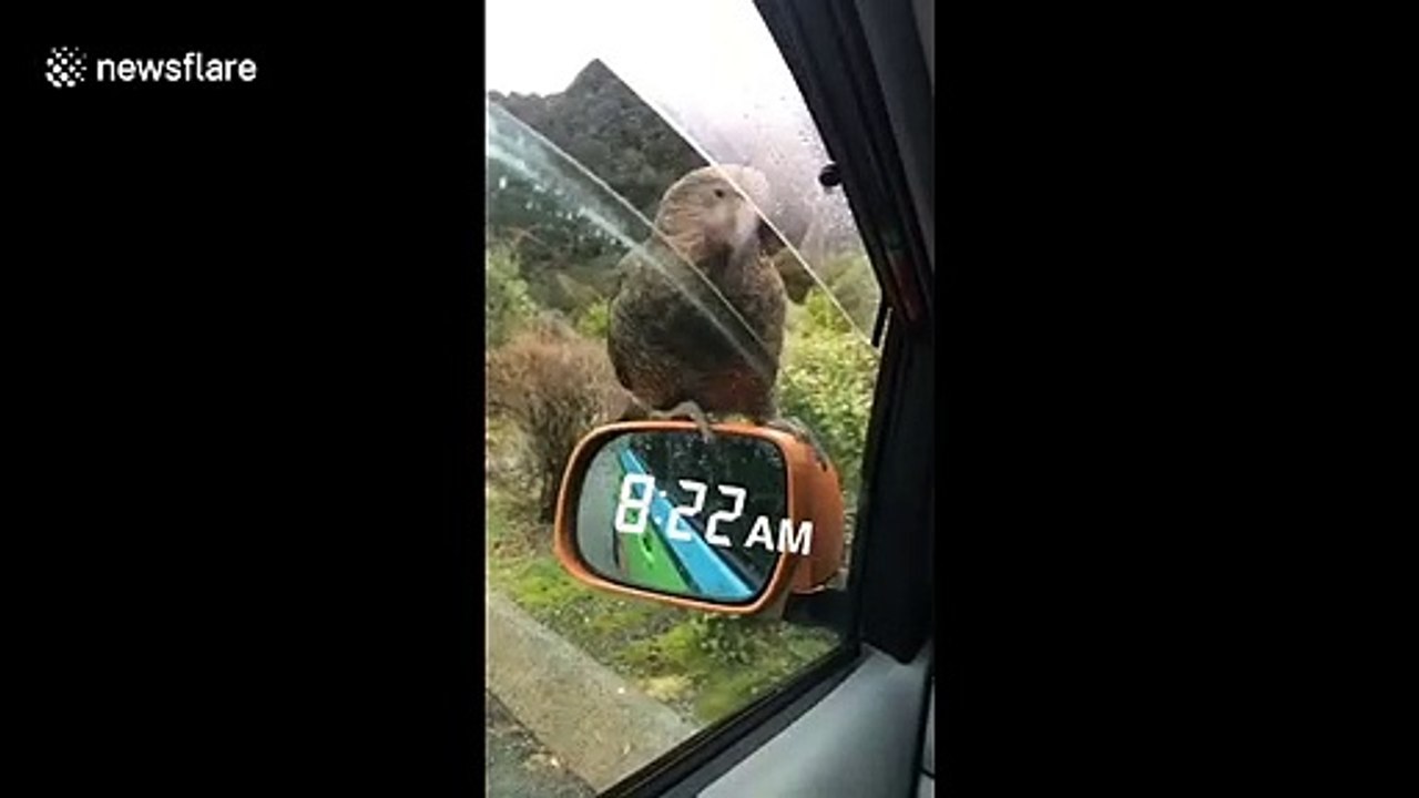 'Cheers, mate!' Friendly bird opens beer bottles for couple of New Zealanders