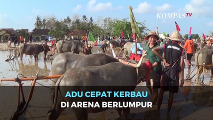 Keseruan Adu Cepat Kerbau di Arena Berlumpur