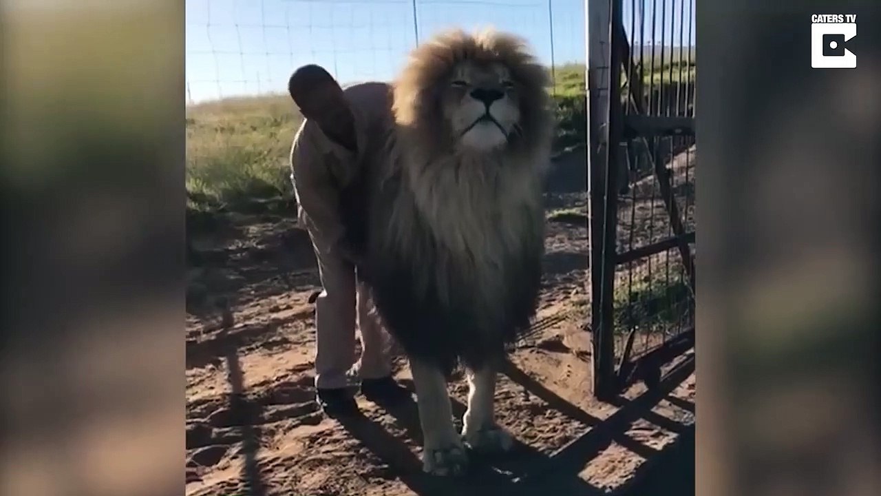 Un lion qui aime beaucoup les grattouilles... Un vrai chat