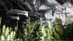Police sniff out huge cannabis factory in Corby