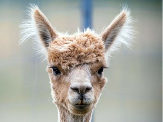 Alpaka-Diebstahl? Christinchen spurlos aus Streichelzoo verschwunden