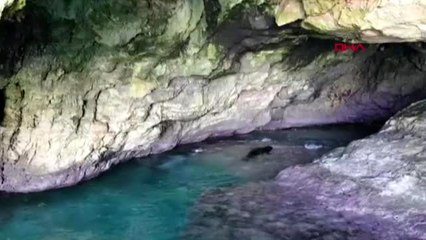 Antalya anne ile yavru fokun oyun keyfi