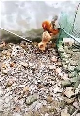Chicken VS Dog Fight  -  Funny Dog Fight Videos - HD