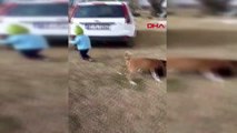 Kahramanmaraş sokak köpeğini ısırmaya çalışan minik miraç, güldürdü