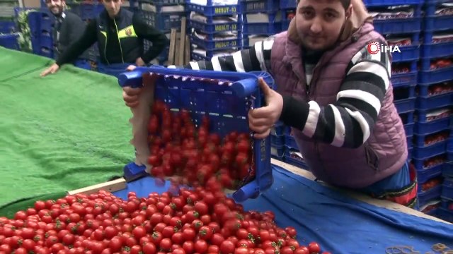 Tarladan Seraya Geçen Domates Fiyatı En Çok Artan Ürün Oldu
