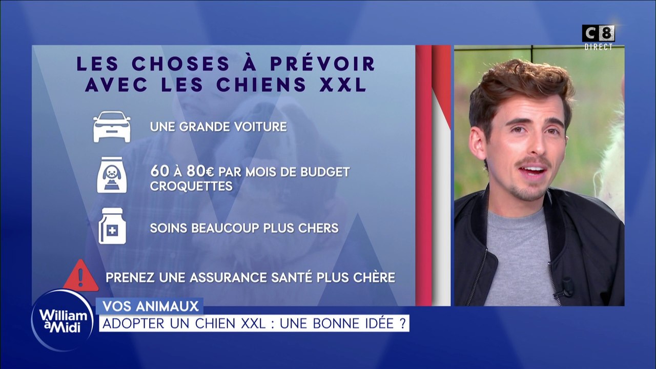 Adopter un chien XXL : une bonne idée ?