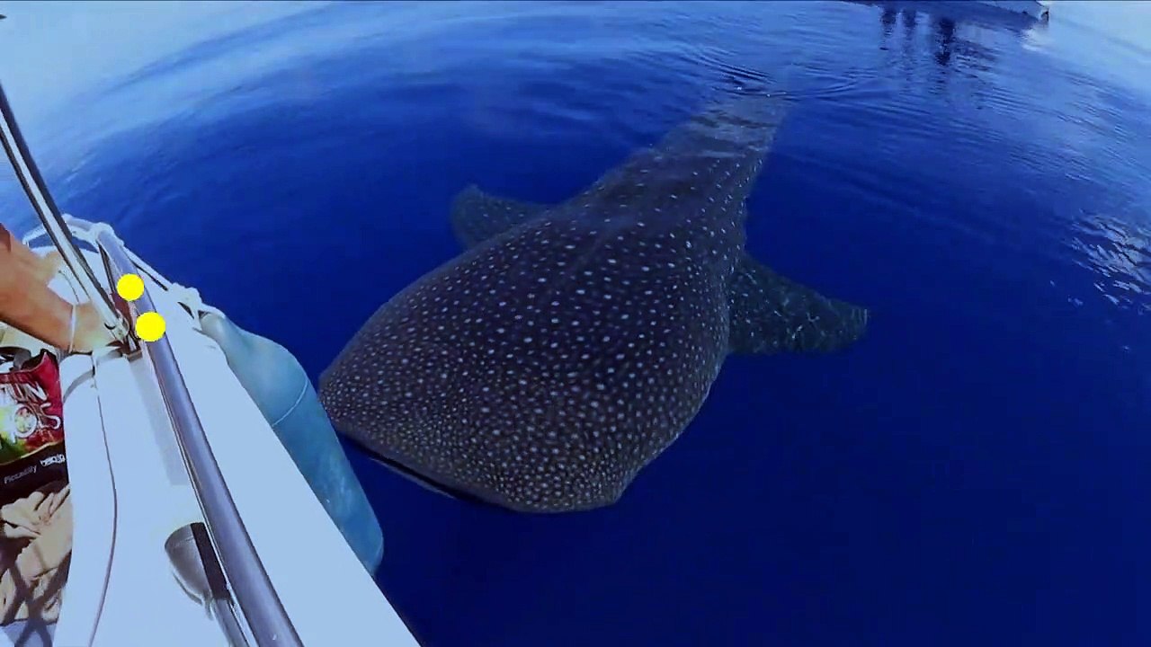 Rare rencontre avec un requin-baleine au large de La Réunion
