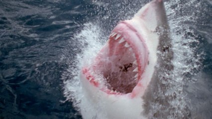 ¡Impresionante!: Así lucha este tiburón blanco empeñado en devorar a un mero gigante