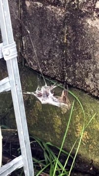 QUANDO DUAS ARANHAS ARMADEIRAS VIRAM PRESA DE OUTRA ARANHA