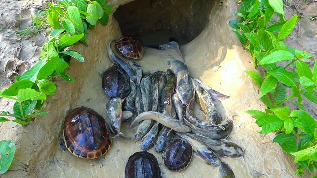 Catfishes Mud fishing & Eels Fishing Turtles Fishing Use Underground Clay pit - Catch & Release! IU_R