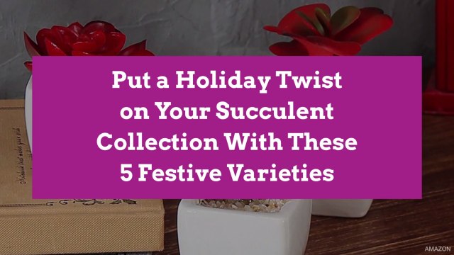 Put a Holiday Twist on Your Succulent Collection With These 5 Festive Varieties