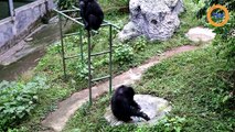 Un chimpanzé fait la lessive de son soigneur pour lui faire plaisir