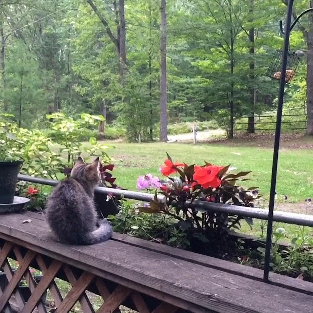 ⁣Parkour Pets