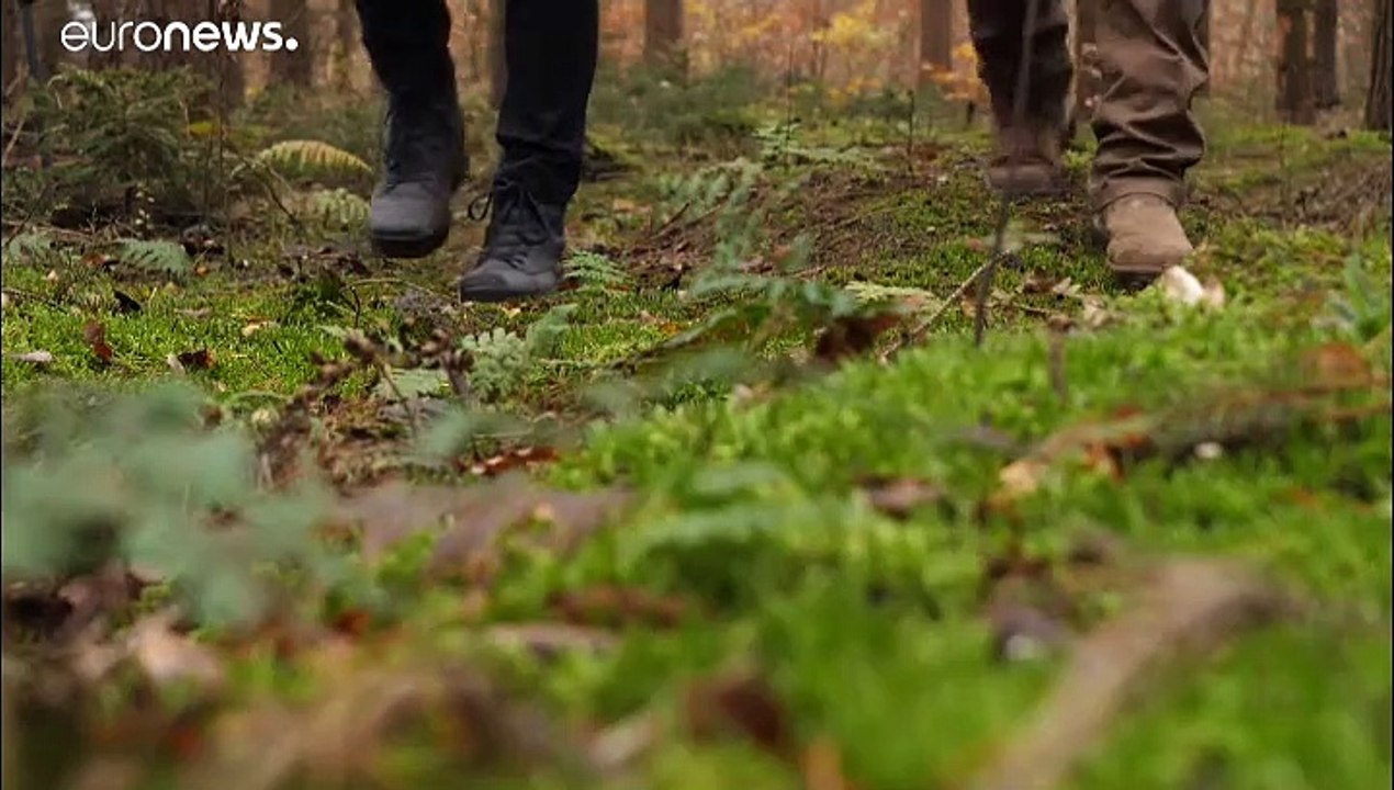 Waldsterben in Deutschland - Klimawandel macht sich bemerkbar