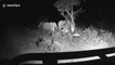Hungry elephant pushes 30ft tree down to feed herd during night safari in South Africa