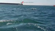 Una manada de tres orcas surca las aguas en Génova