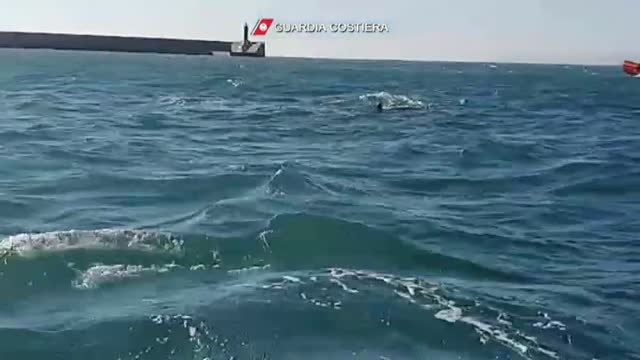 Una manada de tres orcas surca las aguas en Génova