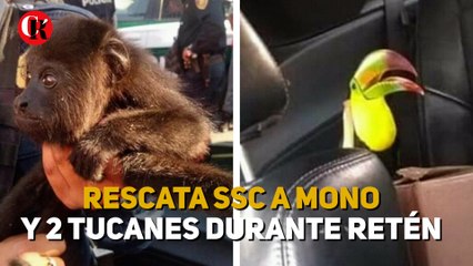 Rescata SSC a mono y 2 tucanes durante retén