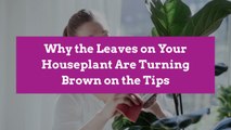 Why the Leaves on Your Houseplant Are Turning Brown on the Tips