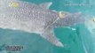 Shark Rescue! Malaysian Fishermen Work To Free Whale Shark Tangled In Rope!