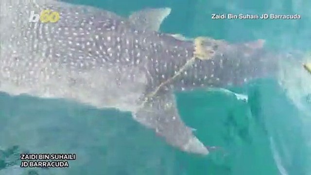 Shark Rescue! Malaysian Fishermen Work To Free Whale Shark Tangled In Rope!