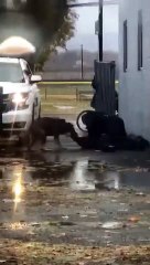 Un policier reçoit un coup de poing et lâche son chien