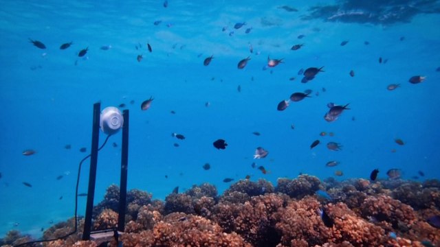 Underwater Speakers Could Help Revive Dying Coral Reefs