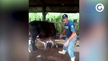 Vaca dá à luz bezerras trigêmeas no ES: Marília, Maiara e Maraisa