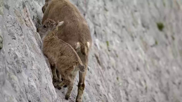 Ces chèvres peuvent marcher sur des murs presque à la verticale