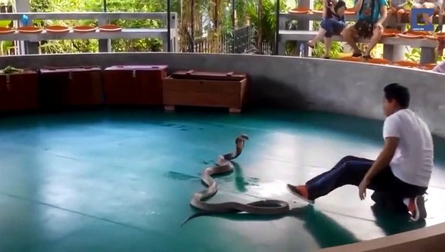 Ce charmeur de serpent a eu très chaud face à son cobra royal