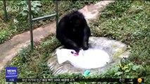 [이슈톡] 사육사 티셔츠 빨래하는 침팬지 화제