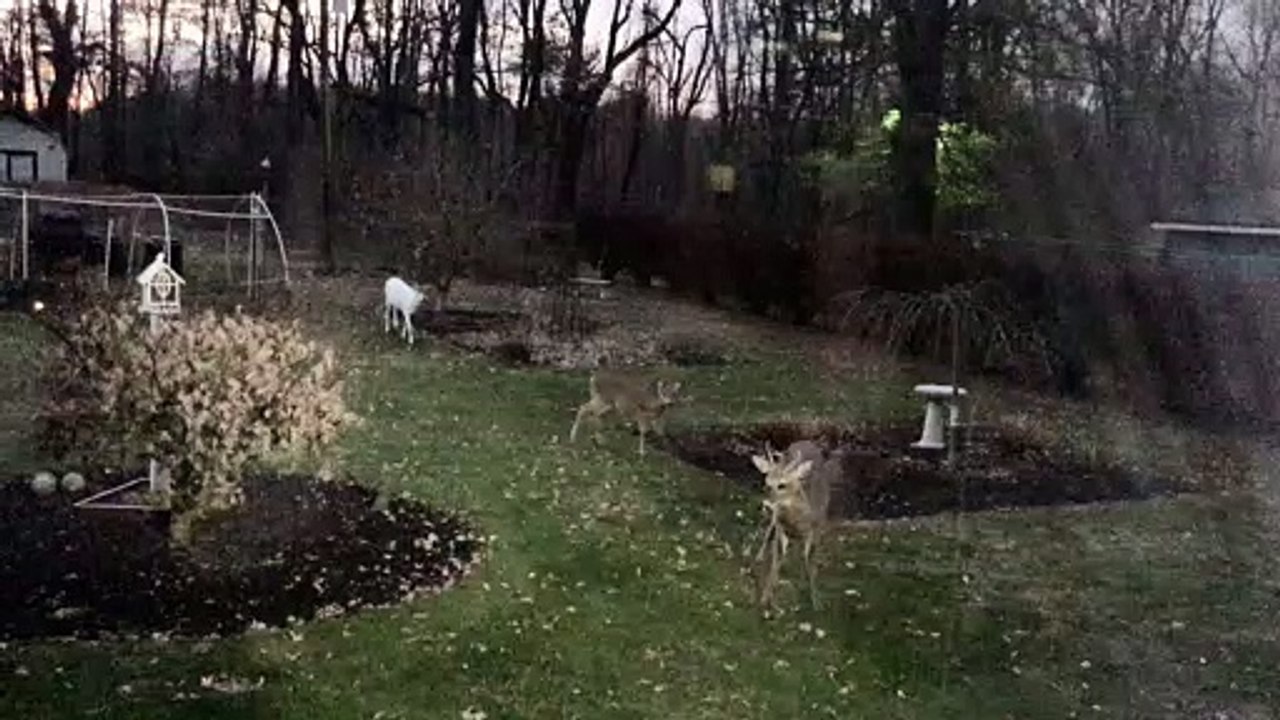 Albino Deer Wanders Into Backyard With Pals