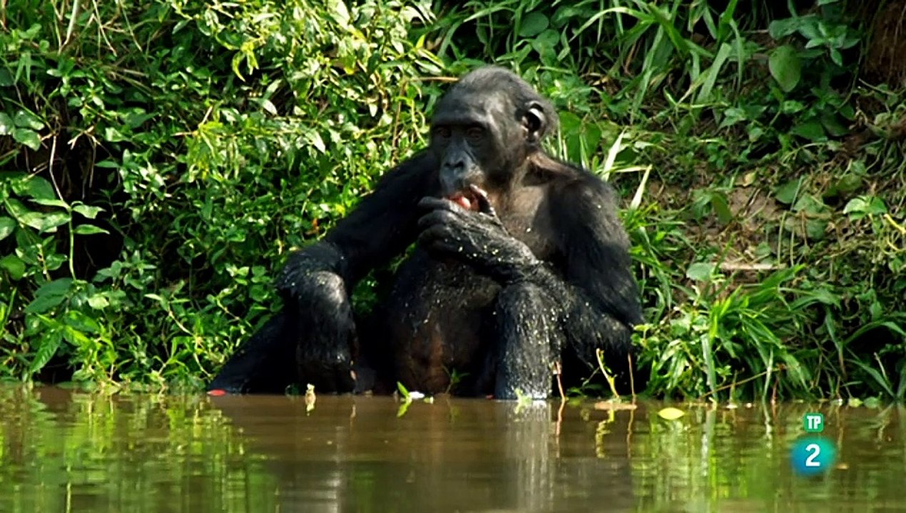 Los animales y el amor 1