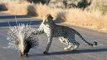 Pelea a muerte entre el leopardo y el puercoespín…. ¿imaginas quién gana?