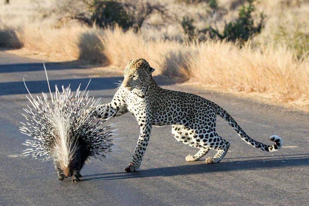 Pelea a muerte entre el leopardo y el puercoespín…. ¿imaginas quién gana?