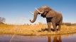 El elefante que salva a su cuidador de morir ahogado en un río