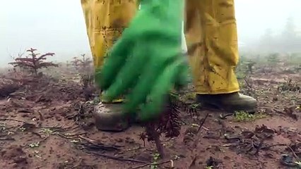 Les sapins de Noël souffrent, eux aussi, du réchauffement climatique