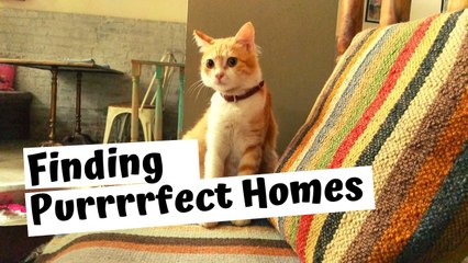 Finding purrrfect homes for Bengaluru cats