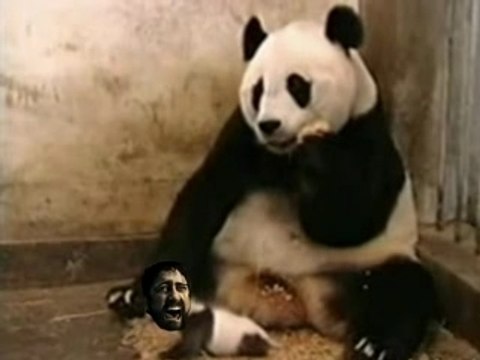 Sneezing Panda Sparta!