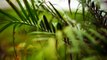TROPICAL THUNDER - Rain - Relaxing nature sound - Raindrops drops in jungle amazonia - Wild tropisch استوائي 热带 열렬한 トロピカル тропический उष्णकटिबंधीय tropika เขตร้อน nhiệt đới tropicale tropis tropikal  Regen تمطر 雨 비 lluvia pluie chuva дождь बारिश hujan ฝน