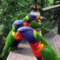 Most beautiful and colorful parrots in the world |Nature is beautiful