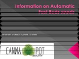 Information on Automatic Fast Buds seeds