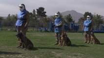 Sniffer dogs on a life-or-death mission to find explosives in Afghan capital Kabul