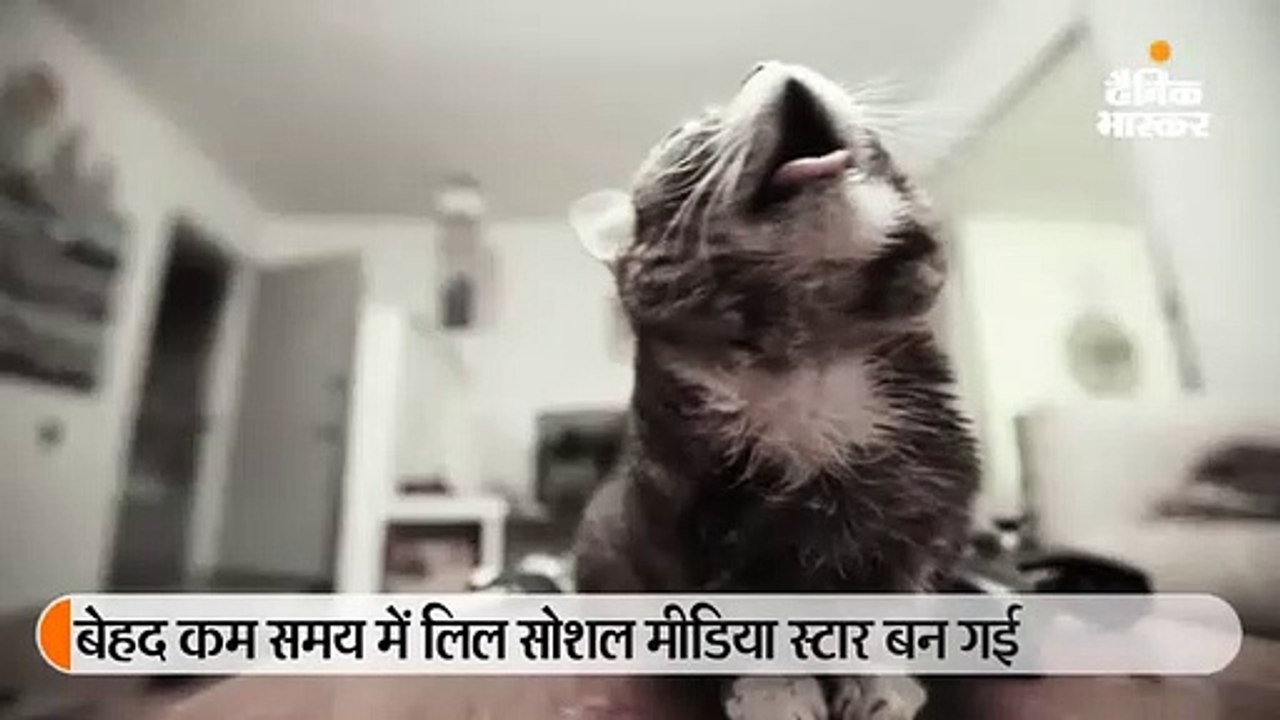 67 लाख फॉलोअर्स वाली बौनी बिल्ली 'लिल बब' की मौत