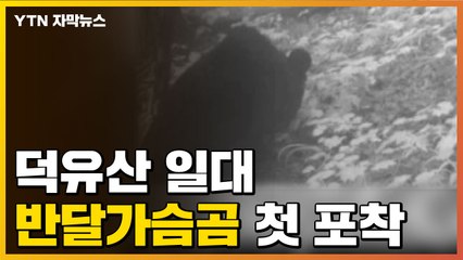 [자막뉴스] "자연에서 태어난 듯" 덕유산 일대 반달가슴곰 첫 포착 / YTN