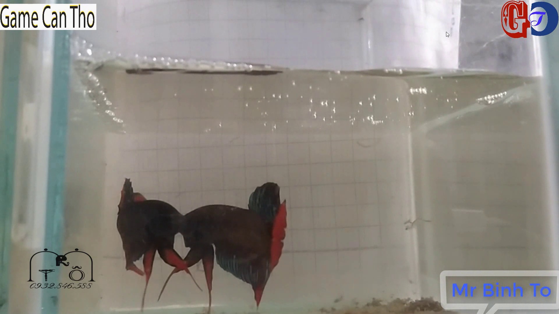 Betta
