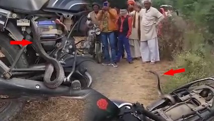 VIRAL VIDEO: पूंछ पर चढ़ गई बाइक तो कोबरा ने पीछा कर युवक की बाइक पर हो गया सवार फिर...